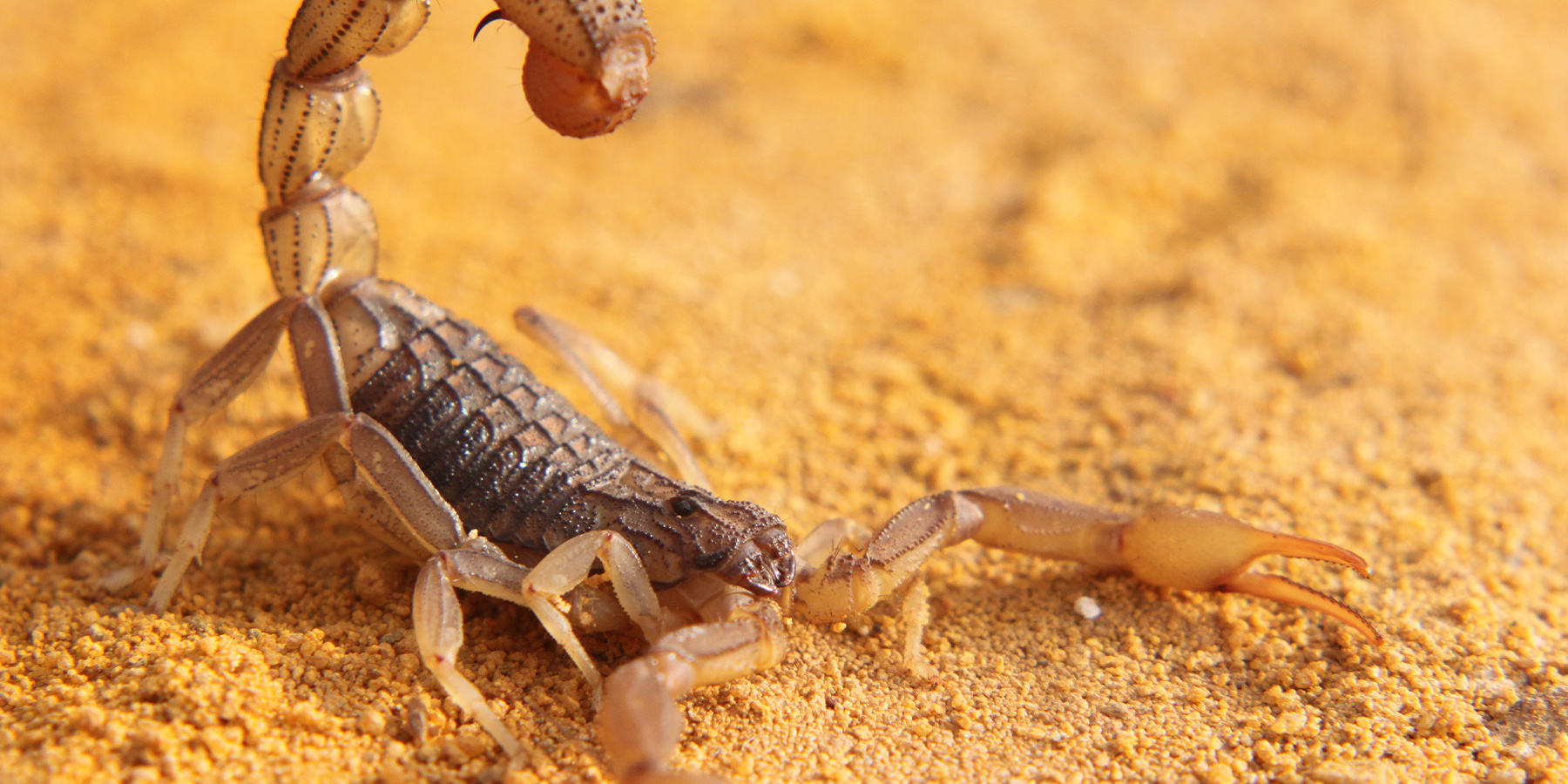 Romex Pest Control Texas, Louisiana, Oklahoma, Mississippi